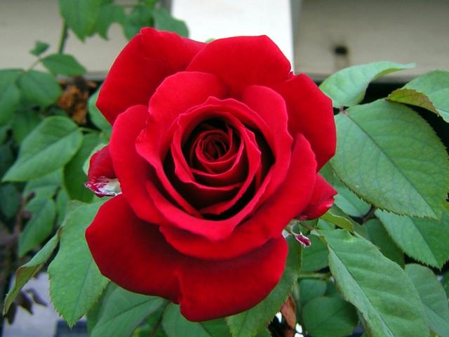 Red Rose Posted by butterfly blue at 1201 AM